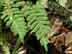 resurrection fern leaves: upper surface