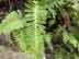 resurrection fern leaves