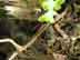 resurrection fern twigs: rhizome
