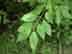 roughleaf dogwood: leaf arrangement