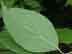roughleaf dogwood: leaf underside