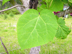royal paulonia leaves