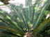 sago palm leaves