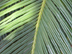 sago palm leaflets and rachis