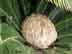 sago palm flowers (female)