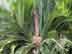 sago palm flowers (male)