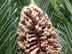 sago palm flowers (male)