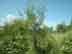 sandbar willow form & habitat