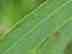 sandbar willow leaf margin: close-up
