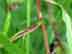 sandbar willow leaf: petiole