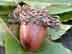 sawtooth oak fruit: acorn, mature