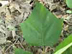 southern catalpa leaf