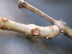 southern catalpa twig: leaf scar