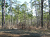 shortleaf pine form & habitat