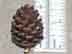 shortleaf pine: female cone