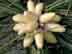 shortleaf pine: male cone