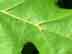 Shumard oak leaf: vein axillary tufts
