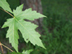 silver maple leaves