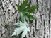 silver maple leaves (underside)