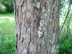 silver maple bark