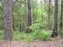 sourwood form & habitat