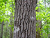 sourwood bark