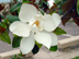 southern magnolia flower