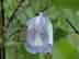 spurred butterfly pea flower