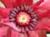 starbush flower: closeup
