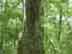 swamp tupelo bark