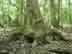 swamp tupelo form & habitat