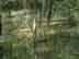 swamp privet form & habitat