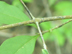 swamp privet twig