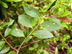 sweet gallberry leaves