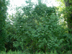 Chinese tallow form & habitat