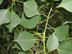 Chinese tallow twig