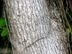 Chinese tallow bark