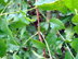 trumpet creeper vine and nodes (twig)