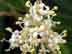 tree ligustrum flowers