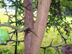 trifoliate orange bark