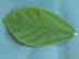 velvetleaf rhynchosia leaves (leaflet)