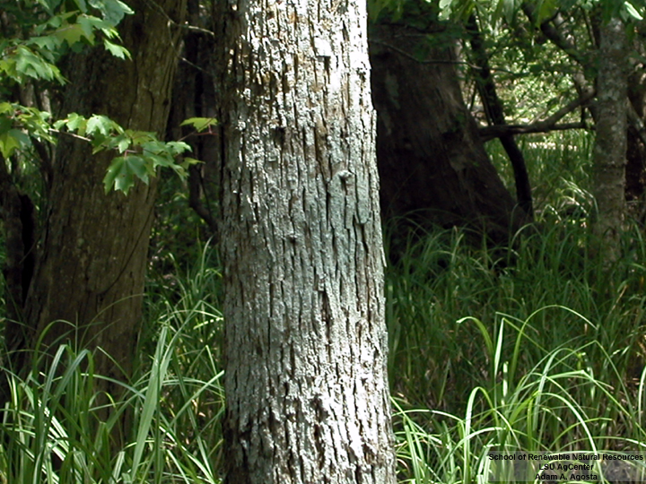 Louisiana Plant ID | Carya aquatica (water hickory)