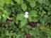 white milkweed form and habitat