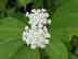 white milkweed flowers