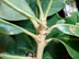 white oak twig with buds