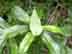 white titi leaf (underside)