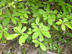wild azalea leaves