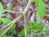 wild azalea twigs