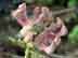 wild azalea flower buds