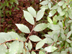 winged elm leaves